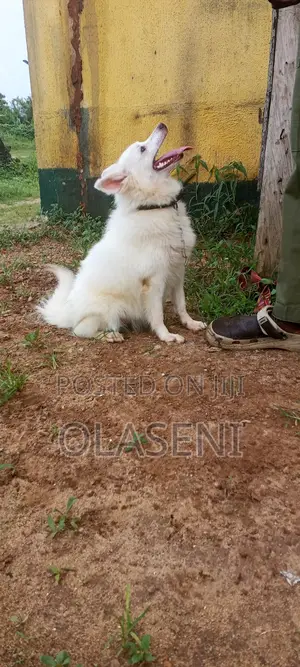 6-12 months Female Purebred American Eskimo