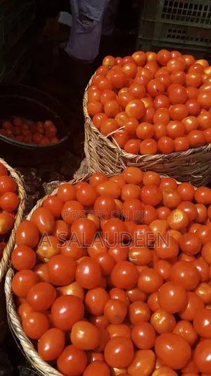 Fresh Red Tomatoes in Bulk (Big Basin / Basket) – Available Now