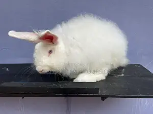 French Angora Rabbits
