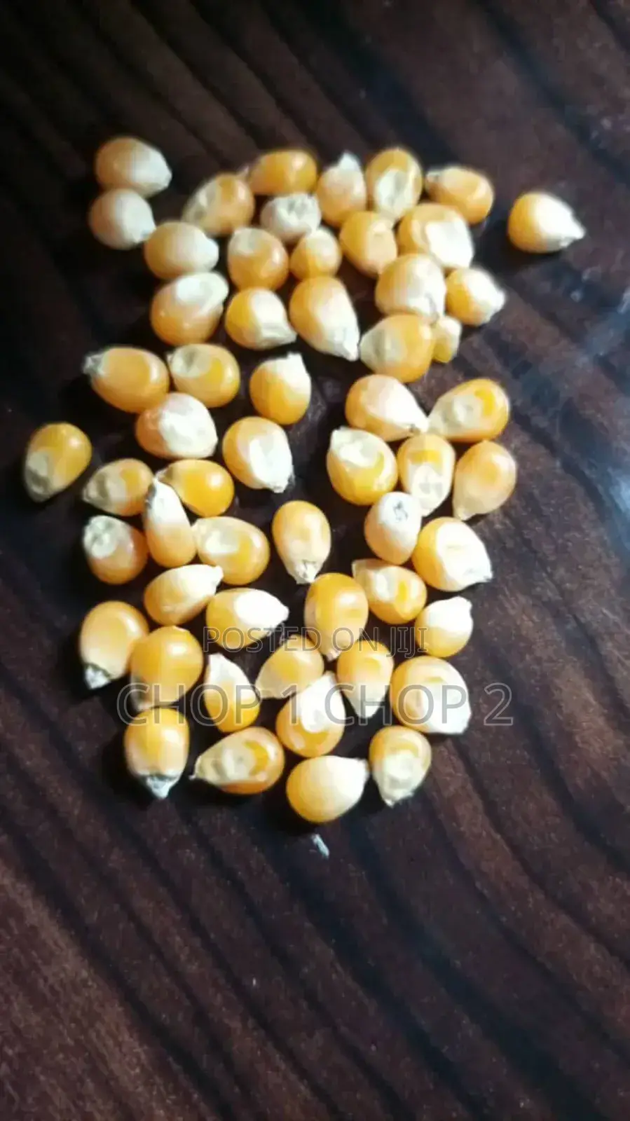 Popcorn Kernels ( Mushroom)
