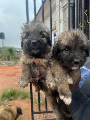 1-3 months Male Mixed Breed Caucasian Shepherd