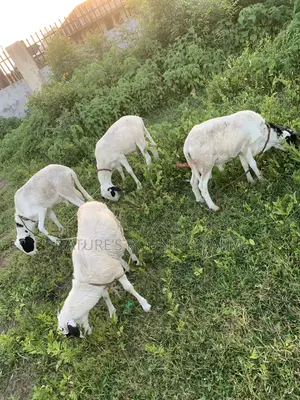 Farm Raised Ram