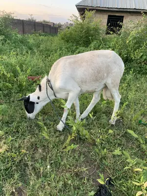 Farm Raised Ram