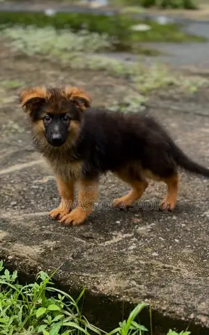 1-3 months Male Purebred German Shepherd