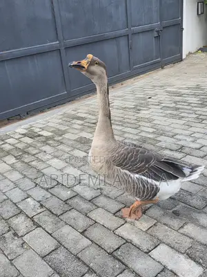 Matured Brown Chinese Male Geese For Sale