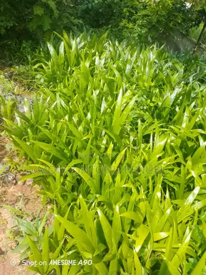 Hybrid Plant Seedlings