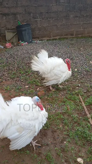 Turkey Farming