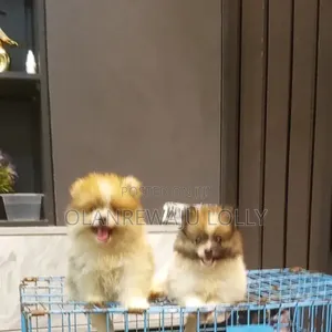 1-3 months Female Purebred Pomeranian
