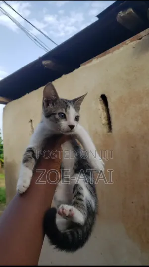 3-6 months Female Mixed Breed Tabby