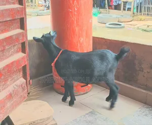 Shegoat Mother