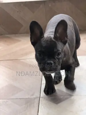 1-3 months Female Purebred French Bulldog