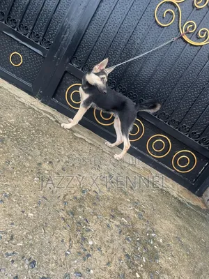 3-6 months Male Purebred German Shepherd
