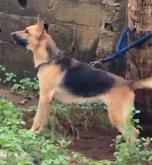 1+ year Female Purebred German Shepherd