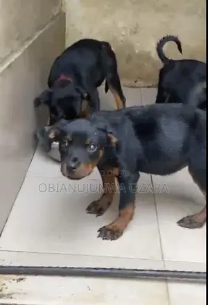 3-6 months Female Purebred Rottweiler