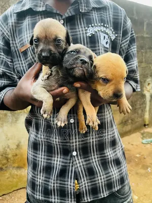 0-1 month Male Purebred Boerboel