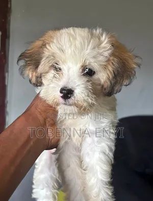 1-3 months Female Purebred Lhasa Apso