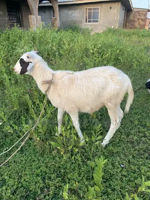Farm Raised Ram