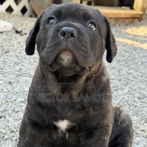 3-6 months Male Purebred Cane Corso