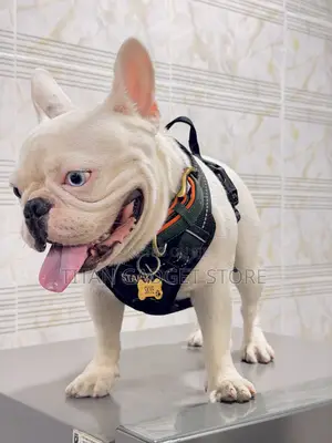 Pure White Frenchie With Heterochromia for Stud