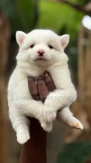 1-3 months Female Purebred American Eskimo