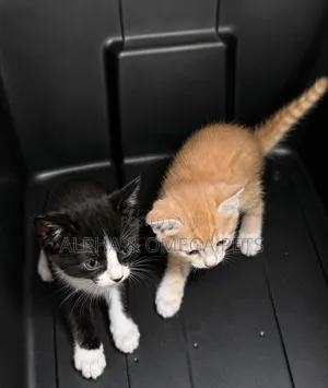 1-3 months Female Mixed Breed Turkish Angora