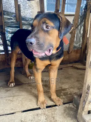 1+ year Male Mixed Breed Rottweiler