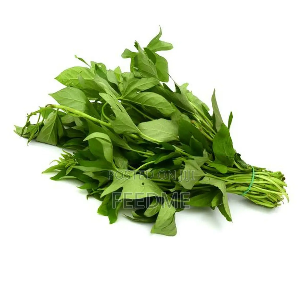 Bitterleaf