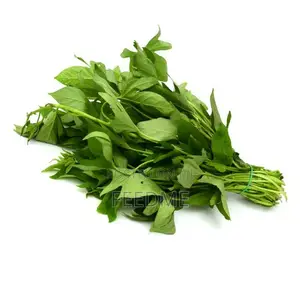 Bitterleaf