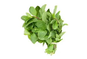 Scent Leaf