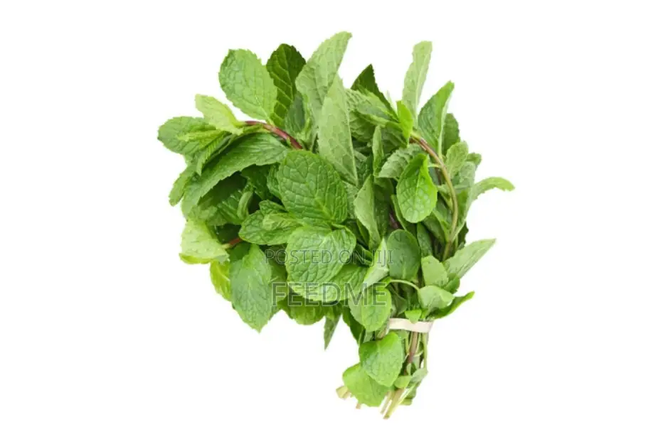 Scent Leaf