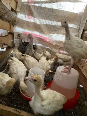 4weeks Hybrid Turkey Crossbreed Foreign With Local Turkey