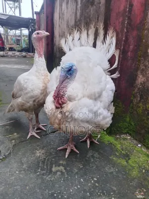 Cj Rabbit and Turkey Farm