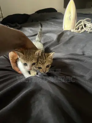 0-1 month Female Mixed Breed Cat