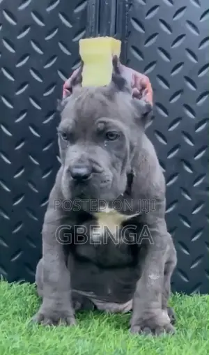 1-3 months Male Purebred Cane Corso
