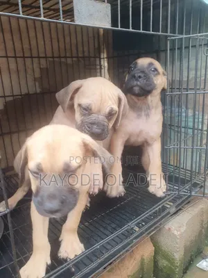1-3 months Male Purebred Boerboel