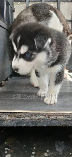 1-3 months Female Purebred Siberian Husky