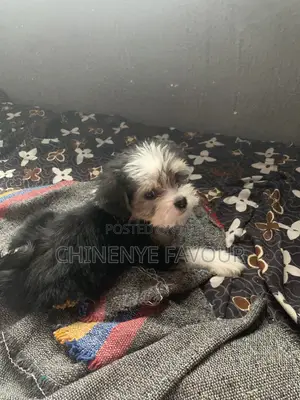 1-3 months Male Purebred Lhasa Apso