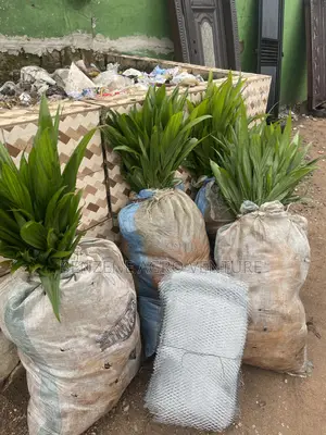 Oil Palm Seedling