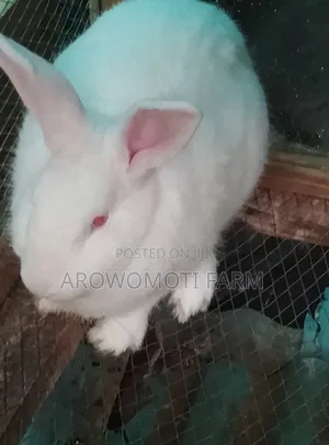 Rabbit 2.5kg