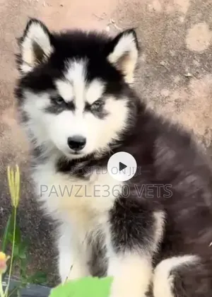 3-6 months Male Purebred Siberian Husky