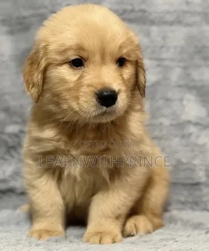 1-3 months Female Purebred Golden Retriever