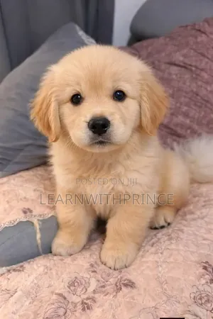 1-3 months Male Purebred Golden Retriever