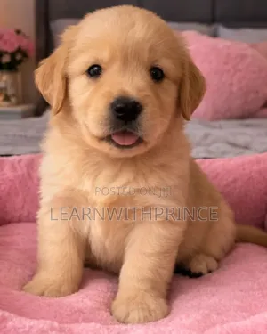 1-3 months Male Purebred Golden Retriever