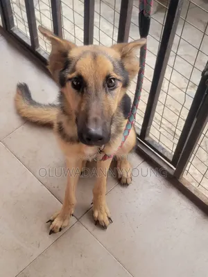 1+ year Male Purebred German Shepherd