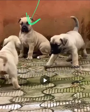 1-3 months Male Purebred Boerboel