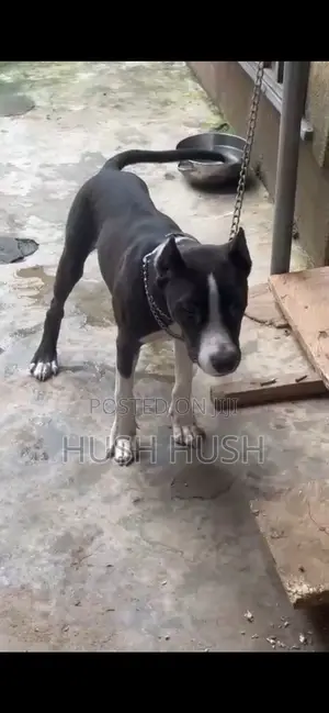 3-6 months Male Mixed Breed American Pit Bull Terrier