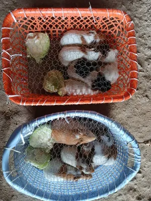 Rabbits Available