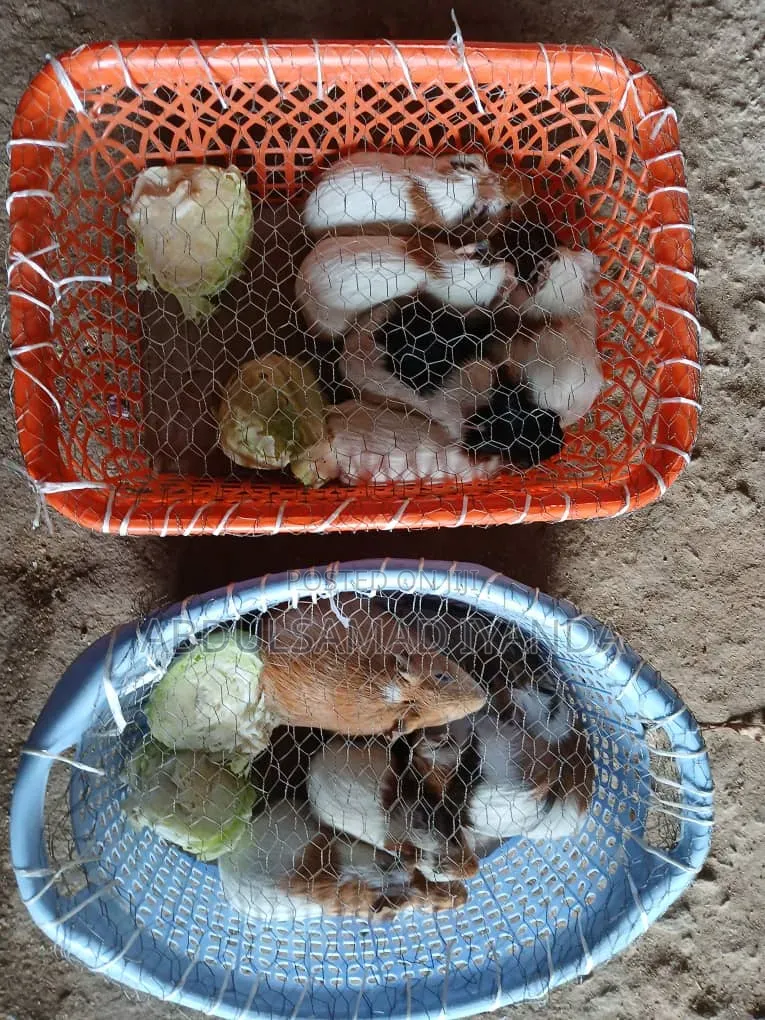 Rabbits Available