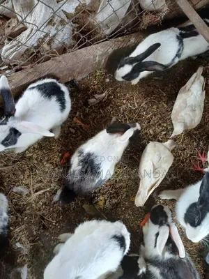 Rabbits Available