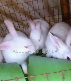 Rabbits, Guinea Pig, Available for Sale